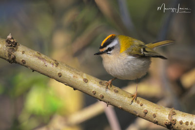 Fiorrancino,Firecrest