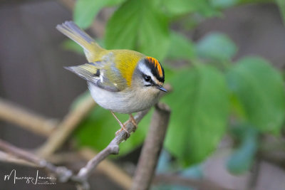Fiorrancino,Firecrest