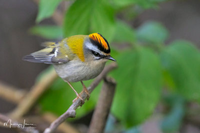 Fiorrancino,Firecrest