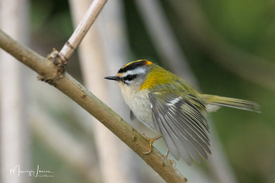 Fiorrancino,Firecrest