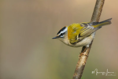 Fiorrancino,Firecrest