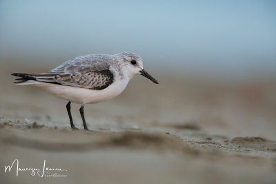 Piovanello tridattilo,Sanderling