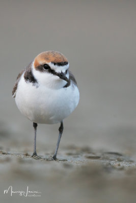 Fratino,Kentish Plover