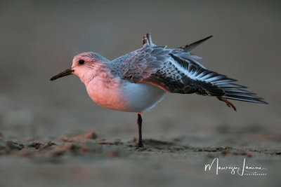 Piovanello tridattilo,Sanderling