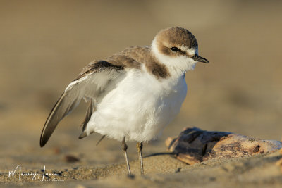 Fratino,Kentish Plover