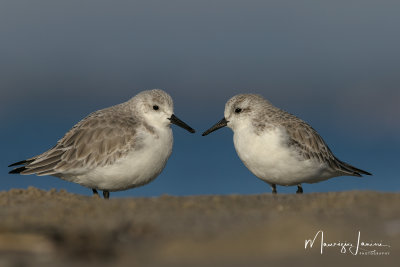 Piovanello tridattilo,Sanderling