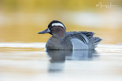 Marzaiola, Garganey