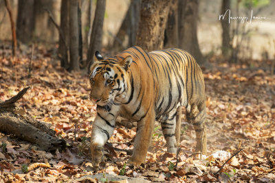 Tigre del Bengala , Bengal tiger