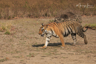 Tigre del Bengala, Bengal tiger