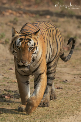 Tigre del Bengala, Bengal tiger