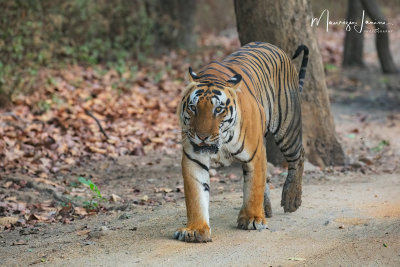Tigre del Bengala, Bengal tiger