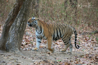Tigre del Bengala, Bengal tiger