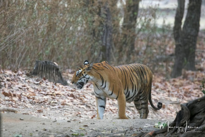 Tigre del Bengala, Bengal tiger
