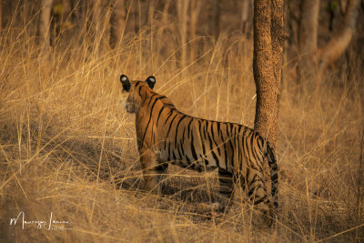 Tigre del Bengala, Bengal tiger