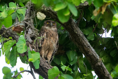 Gufo pescatore, Buffy fish owl