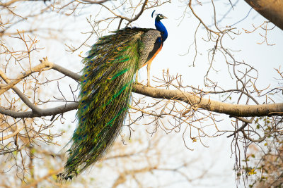 Pavone,Indian Peafowl