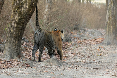 Tigre del Bengala, Bengal Tiger