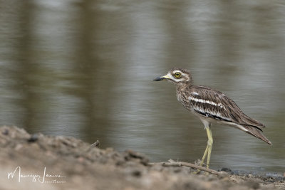 Occhione indiano ,Indian Thick-Knee