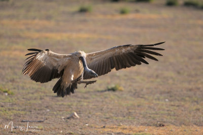 Avvoltoio indiano,Long-billed Vulture