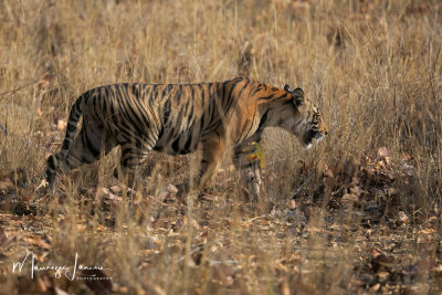 Tigre del Bengala , Bengal tiger