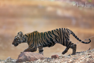 Tigre del Bengala , Bengal tiger