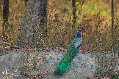 Pavone,Indian Peafowl