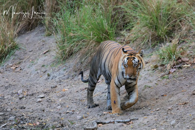 Tigre del Bengala , Bengal tiger