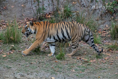 Tigre del Bengala , Bengal tiger