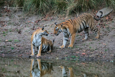 Tigri del Bengala,  Bengal Tigers