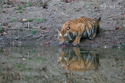 BENGAL TIGERS AND MORE  2019