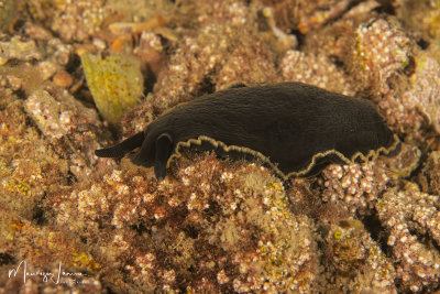 Nudibranch