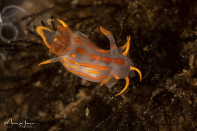 Nudibranch