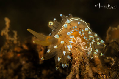 Nudibranch