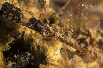 Pesce ago,Greater pipefish