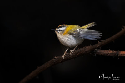 Fiorrancino, Firecrest