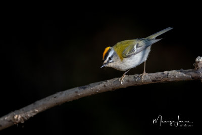 Fiorrancino, Firecrest