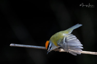 Fiorrancino, Firecrest