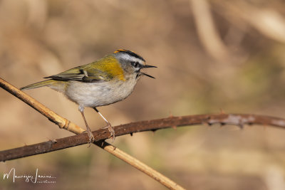 Fiorrancino, Firecrest