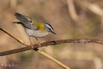 Fiorrancino, Firecrest