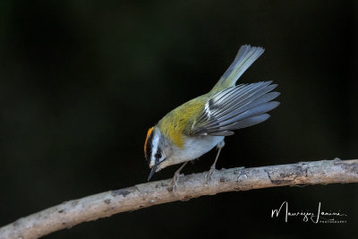 Fiorrancino, Firecrest