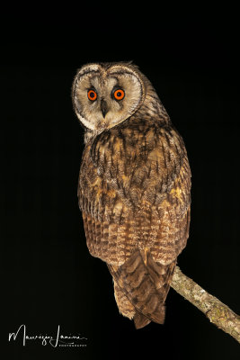 Gufo comune, Long-eared Owl