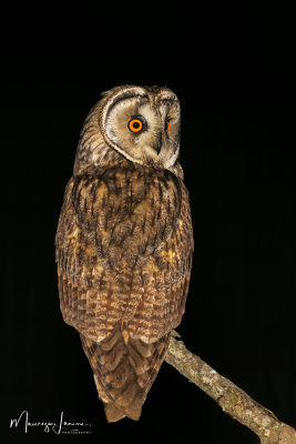 Gufo comune, Long-eared Owl
