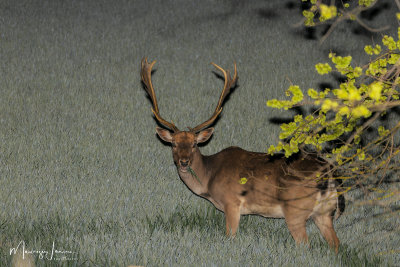 Daino maschio, Male of fallow deer