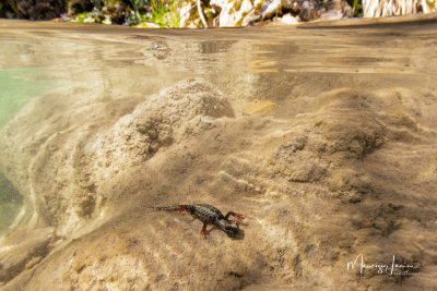 Salamandrina di Savi,Northern Spectacled Salamander 
