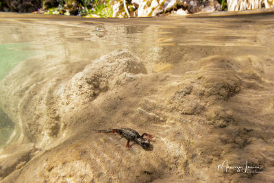 Salamandrina di Savi,Northern Spectacled Salamander
