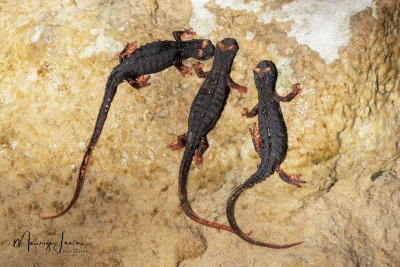 Salamandrina di Savi,Northern Spectacled Salamander