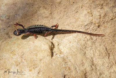 Salamandrina di Savi,Northern Spectacled Salamander