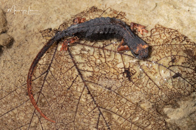 Salamandrina di Savi,Northern Spectacled Salamander