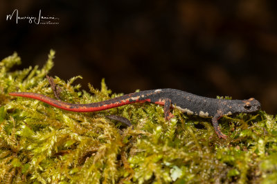 Salamandrina di Savi,Northern Spectacled Salamander