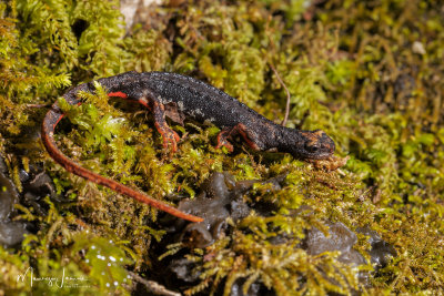 Salamandrina di Savi,Northern Spectacled Salamander
